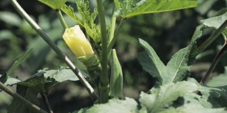 Okra Companion Plants How To Cut Back Hibiscus To The Ground In The Spring Picture 544