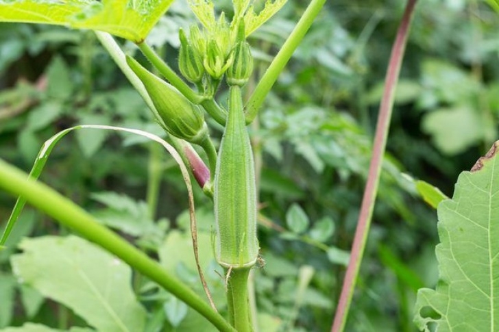 Okra Companion Plants How To Plant And Grow Okra | Hunker | Okra, Plants, Okra Image 765