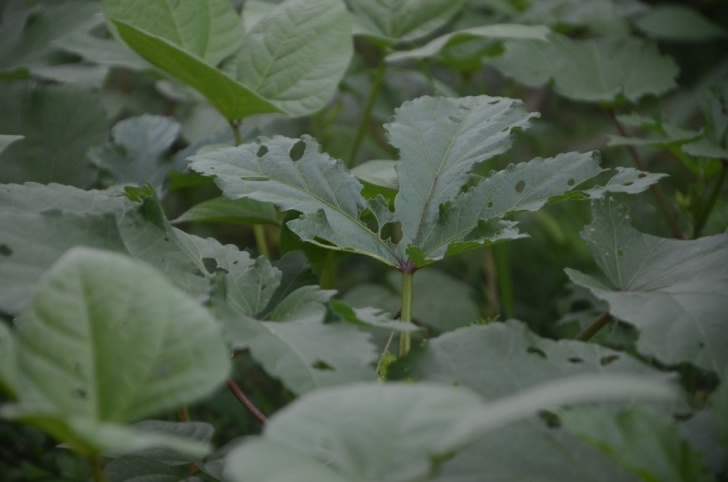 Okra Companion Plants My Little Vegetable Garden: Okra And Mung Beans Companionship Image 672