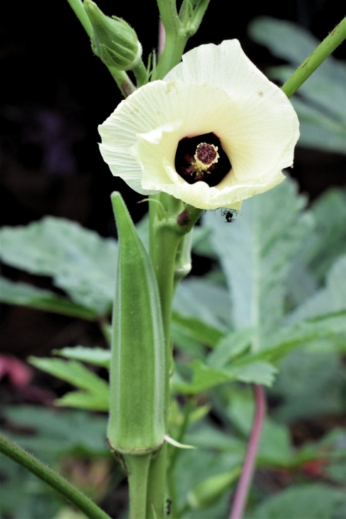Okra Companion Plants Okra (Sandhya.sahi) Tags: Okra Blossom Flower Plant Photo 847