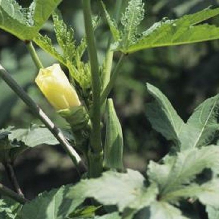Okra Companion Plants Protect Your Skin When Pruning Okra By Wearing Long Photo 197