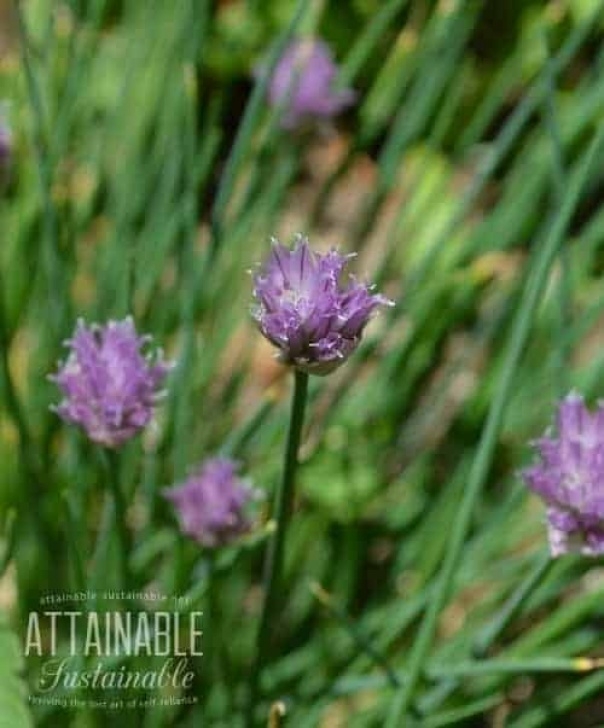 Onion Companion Plants Companion Planting With Herbs For A More Robust Garden Picture 046