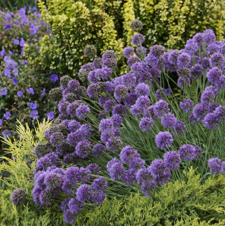 Onion Companion Plants Onion, Ornamental Medusa (Allium) - Thetreefarm Picture 071