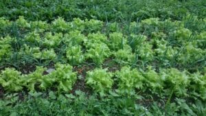 Onion Companion Plants Rodale Institute, Kutztown, Pa – 13Th June 2015 – Andy Photo 133