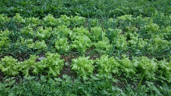 Onion Companion Plants Rodale Institute, Kutztown, Pa – 13Th June 2015 – Andy Photo 133