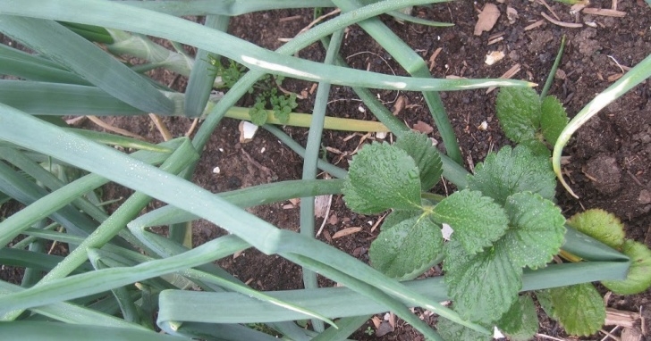 Onion Companion Plants Texoma Gardening: Companion Planting - Strawberries And Onions Picture 915