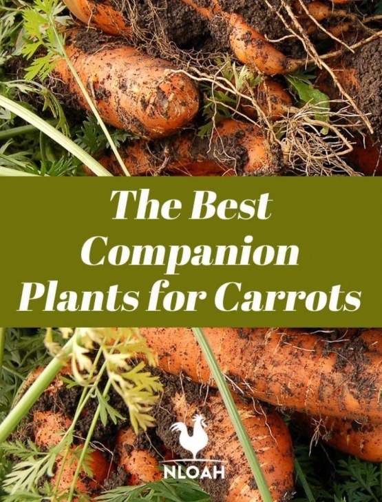 Onion Companion Plants The Best Companion Plants For Carrots | Companion Planting Photo 902