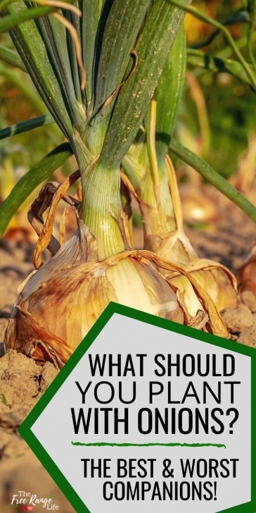 Onion Companion Plants The Best Onion Companion Plants For Your Vegetable Garden Image 572