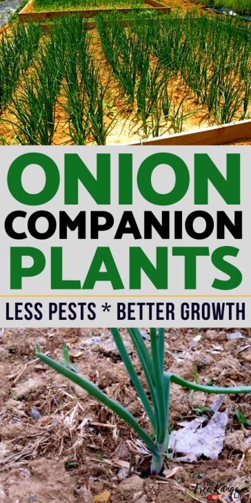 Onion Companion Plants The Best Onion Companion Plants For Your Vegetable Garden Image 959
