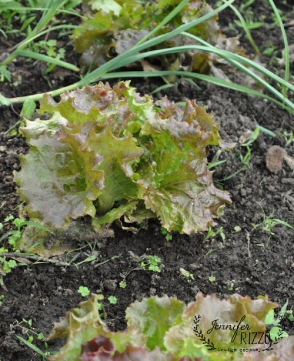 Onion Companion Plants What Is Companion Planting? - Jennifer Rizzo Image 283