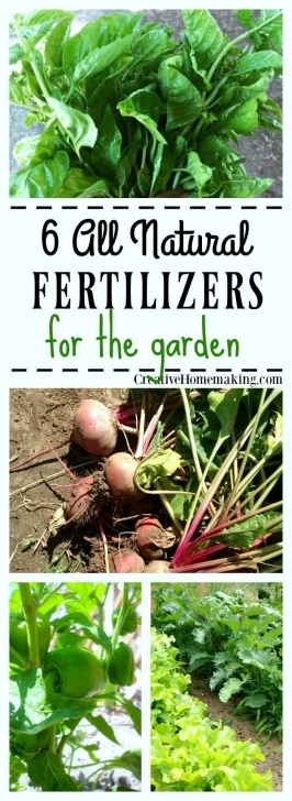 Organic Fertilizer For Vegetable Garden 6 Diy All Natural Garden Fertilizers | Organic Gardening Image 374