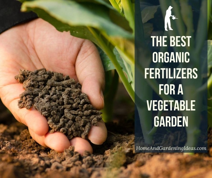 Organic Fertilizer For Vegetable Garden Best Organic Fertilizers For A Vegetable Garden - Home And Image 090