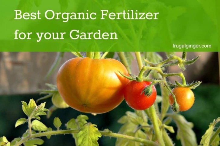 Organic Fertilizer For Vegetable Garden Best Organic Fertilizers For Your Garden Image 685