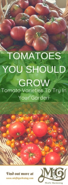 Organic Fungicide For Tomatoes 10 Tasty Tomato Varieties You Should Be Growing | Organic Image 024