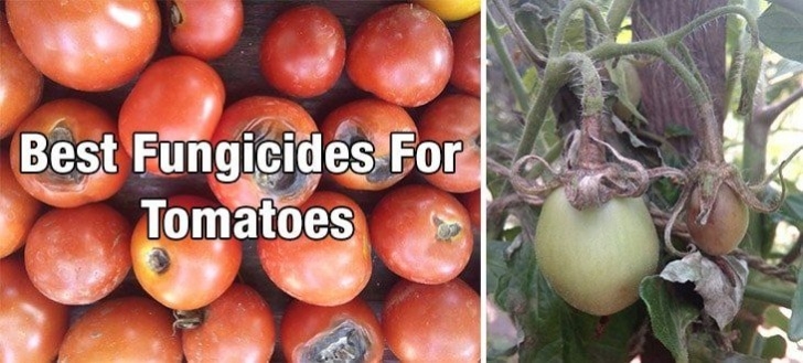 Organic Fungicide For Tomatoes 5 Best Fungicides For Tomatoes - Prevent Blight & Fungal Picture 418