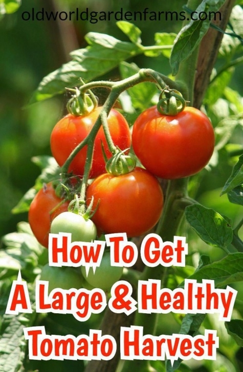 Organic Fungicide For Tomatoes How To Get The Most Out Of Your Tomato Plants This Year Picture 417