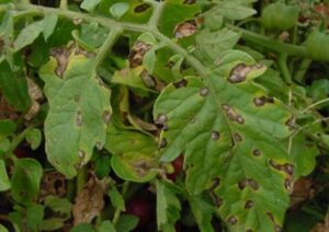 Organic Fungicide For Tomatoes Organic Tomato Blight Prevention And Treatment Methods Image 883 Organic Fungicide For Tomatoes Organic Tomato Blight Prevention And Treatment Methods Image 883