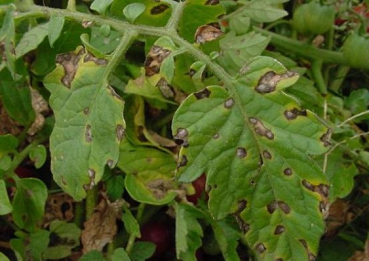 Organic Fungicide For Tomatoes Organic Tomato Blight Prevention And Treatment Methods Image 883