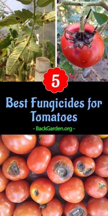 Organic Fungicide For Tomatoes These Are 5 Of The Best Fungicides For Tomatoes, Very Image 964