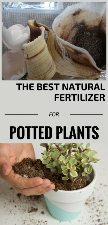 Organic Indoor Plant Fertilizer The Best Natural Fertilizer For Potted Plants | Fertilizer Image 494