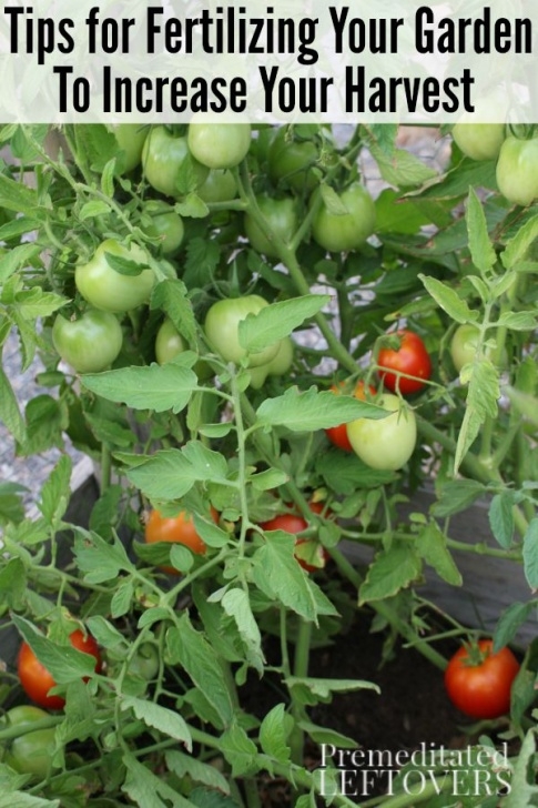 Organic Liquid Fertilizer For Vegetables The Best Organic Fertilizer For Vegetable Gardening Image 685
