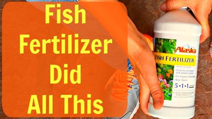Organic Liquid Fertilizer For Vegetables Update - Alaska Liquid Organic Fish Fertilizer For Plants Photo 276