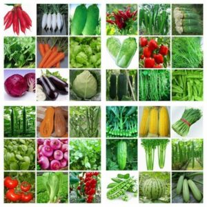 Organic Non Gmo Vegetable Plants Heirloom Vegetable Garden Seeds Non Gmo / Hybrid Organic Picture 063