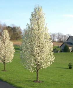 Ornamental Trees For Front Yard Cleveland Select (Chanticleer), Pyrus Calleryana Image 331 Ornamental Trees For Front Yard Cleveland Select (Chanticleer), Pyrus Calleryana Image 331
