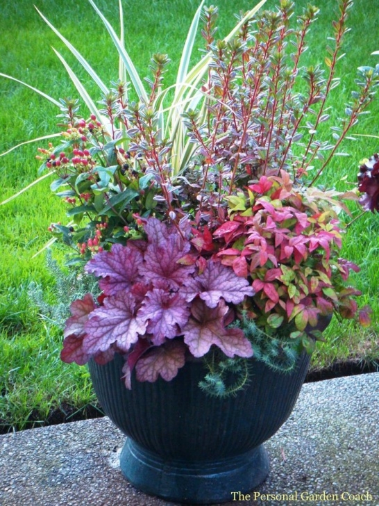 Outdoor Plants For Small Pots 22 Best Perennial Container Garden Ideas Images On Picture 991