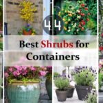 Outdoor Plants For Small Pots 44 Best Shrubs For Containers | Best Container Gardening Picture 068