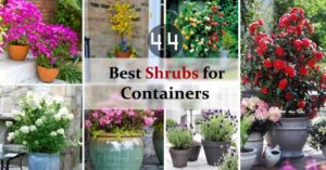 Outdoor Plants For Small Pots 44 Best Shrubs For Containers | Best Container Gardening Picture 068 Outdoor Plants For Small Pots 44 Best Shrubs For Containers | Best Container Gardening Picture 068