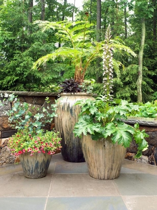 Outdoor Plants For Small Pots Plants For Your Patio | Patio Flowers, Container Garden Photo 164