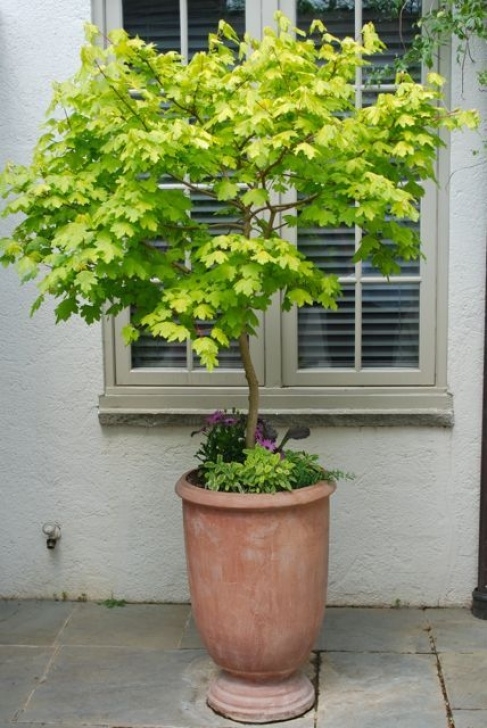 Outdoor Plants For Small Pots This Golden Maple Makes A Beautiful Potted Tree In This Picture 479