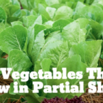 Partial Shade Vegetables 28 Vegetables That Grow In Partial Shade | Growing Picture 297