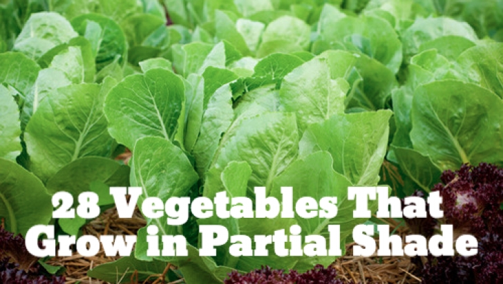 Partial Shade Vegetables 28 Vegetables That Grow In Partial Shade | Growing Picture 297