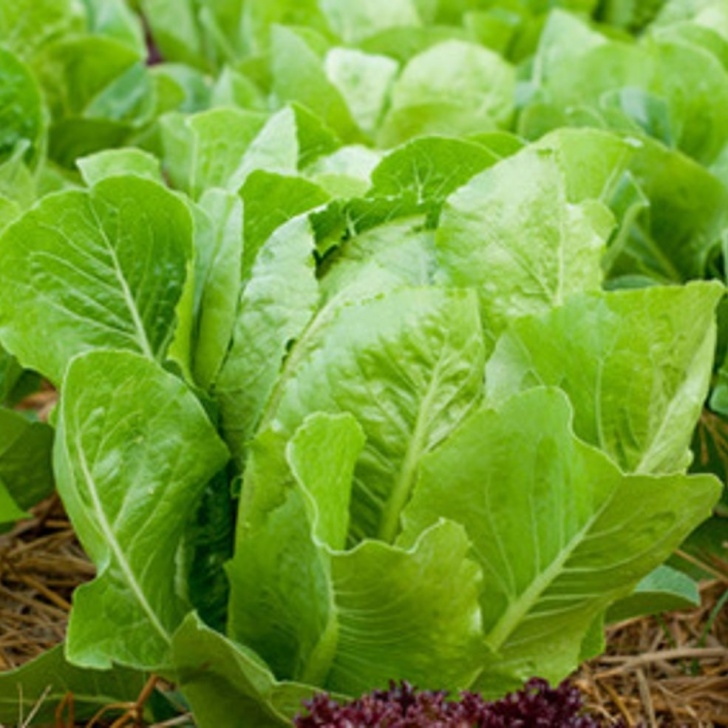 Partial Shade Vegetables 28 Vegetables That Will Grow In Partial Shade (With Images Photo 879