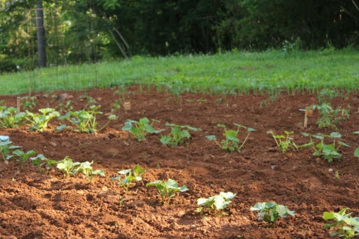 Partial Shade Vegetables 30+ Vegetables That Grow In Shade Photo 809