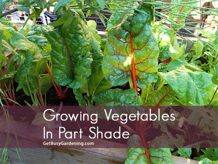 Partial Shade Vegetables 40+ Vegetables That Grow In Shade - Tips En Recyclen Photo 360