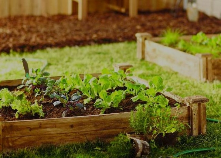 Partial Shade Vegetables Grow A Vegetable Garden In The Shade | Garden Club Image 026