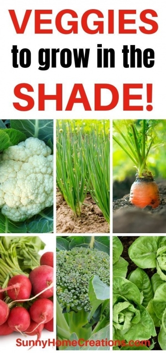 Partial Shade Vegetables Vegetables That Grow In Shade | Gardening Tips | Vegetable Image 586