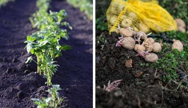 Partial Sun Vegetables 10 Vegetables That Tolerate Partial Sun And Shade Photo 880