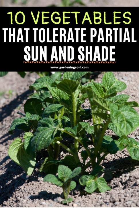 Partial Sun Vegetables 10 Vegetables That Tolerate Partial Sun And Shade Picture 822
