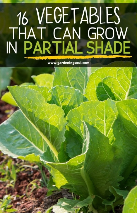 Partial Sun Vegetables 16 Vegetables That Can Grow In Partial Shade Image 494