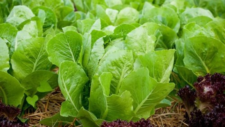 Partial Sun Vegetables 28 Vegetables That Grow In Partial Shade | Growing Photo 084