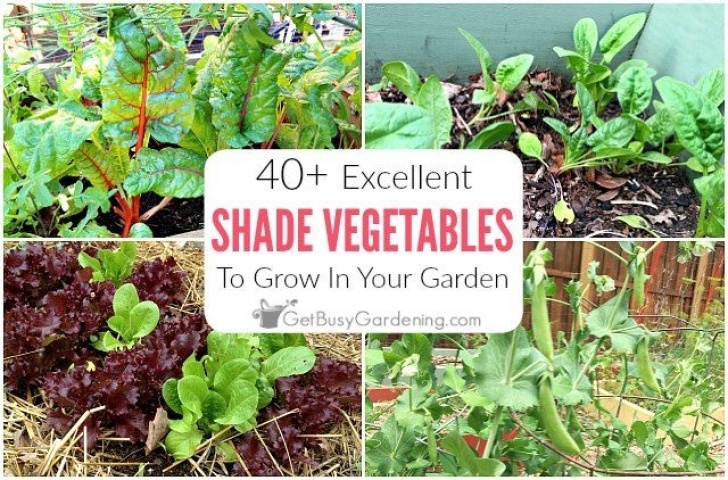 Partial Sun Vegetables 40+ Vegetables That Grow In Shade | Growing Vegetables Photo 544