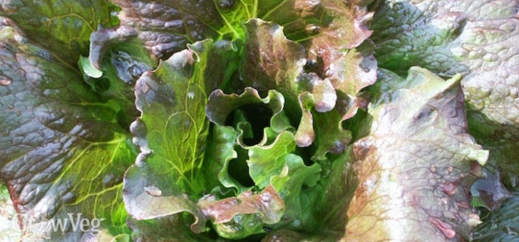 Partial Sun Vegetables Gardening With Vegetables That Grow In Shade Picture 332