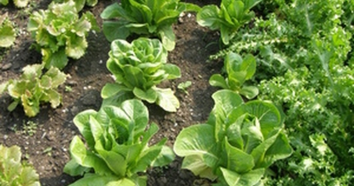Partial Sun Vegetables How To Grow Vegetables In Partial Shade | Ehow Uk Photo 795