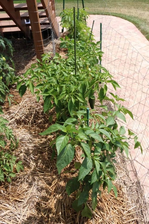 Pepper Plants Not Growing A Guide To Growing Chili Peppers - Chili Pepper Madness Image 945