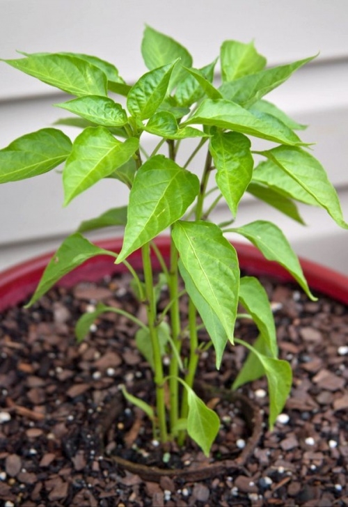 Pepper Plants Not Growing Container Gardening For Tomatoes And Peppers | Tomato Image 436