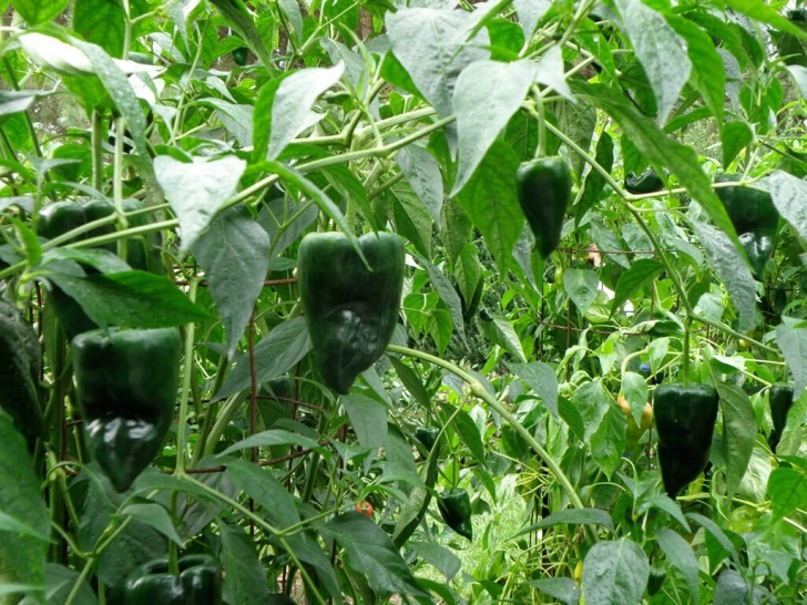 Pepper Plants Not Growing Growing Peppers Photo 588